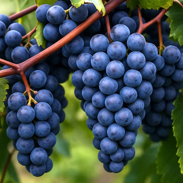 Bunches of Concord grape vine sold by Paradise Nursery.
